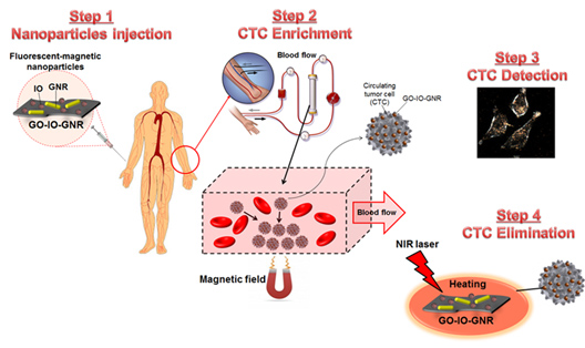 Step1. Nanoparticles injection : fluorescent-magnetic nanoparticles : IO, GNR, GO-IO-GNR | Step2. CTC Enrichment : blood flow, Magnetic field, Circulating tumor cell(CTC), GO-IO-GNR, Blood flow, NIR laser, Heating, GO-IO-GNR, Step3. CTC Detection, Step4. CTC Elimination 